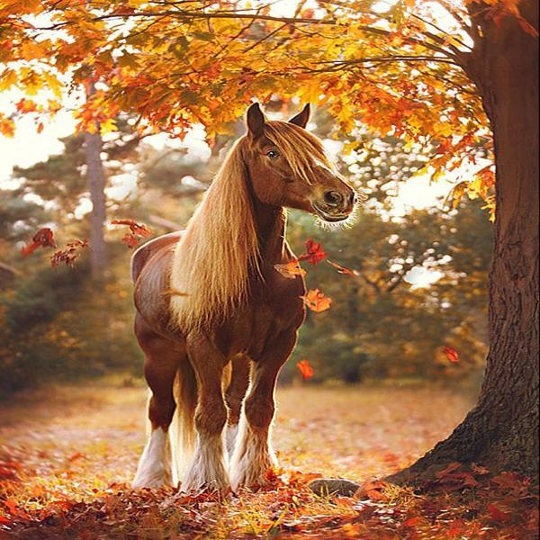 Beautiful White Andalusian Horse - 5D Diamond Painting