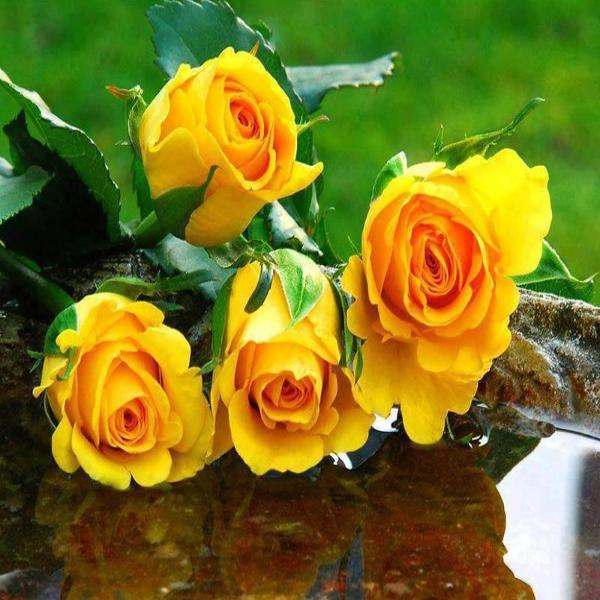 5D Diamond Painting Kits for Adults, Yellow Roses Flowers Full