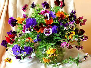 Colourful Violets