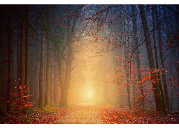 Misty Morning Forest 5D Diamond Painting Kit