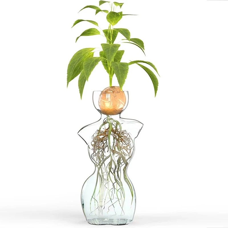 Transparent Glass Body Vase Avocado Seed Starters Vase Seed Growing Kit Avocado Vase For Gardening Lovers Home Decor