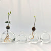 Transparent Avocado Hydroponic Vase Simple Glass Seed Starter Vase Plant Vase Aromatherapy Bottle Seed Growing Kit Nice Gift