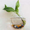 2022 New Hanging Flower Pot Glass Ball Vase Terrarium Wall Fish Tank Aquarium Container Home Decoration 10cm 12cm 15cm