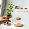 Hydroponic Plants Glass Flower Pots Home Decoration Transparent Small Vase Plant Pots With Base Tray For Garden Accessories