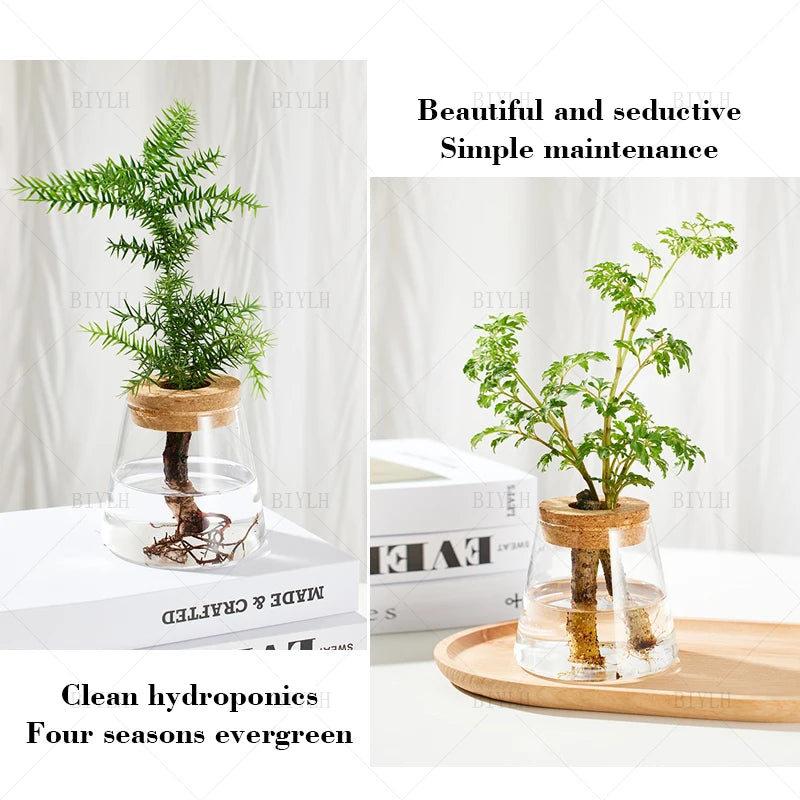 Hydroponic Plants Glass Flower Pots Home Decoration Transparent Small Vase Plant Pots With Base Tray For Garden Accessories