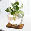 Transparent Flower Vase Plant Terrarium with Wooden Stand Tabletop Plant Pot for Home Living Room Office Garden Decoration