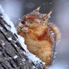Snow Squirrel 5D Diamond Painting Kit