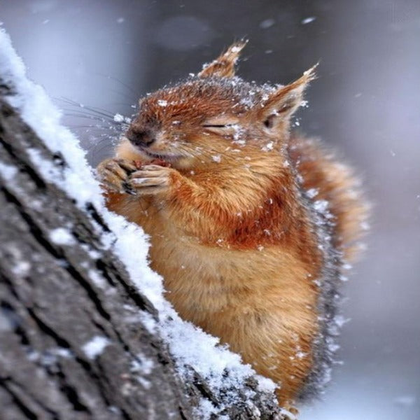 Snow Squirrel 5D Diamond Painting Kit