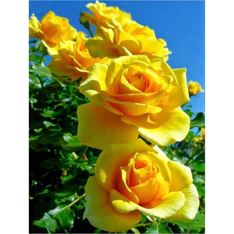 Sunshine Roses 5D Diamond Painting Kit