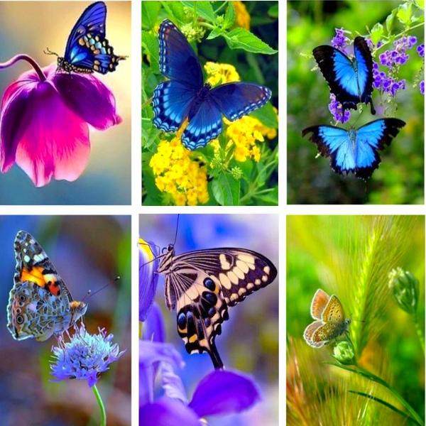 Meadow Butterflies 5D Diamond Painting Kit