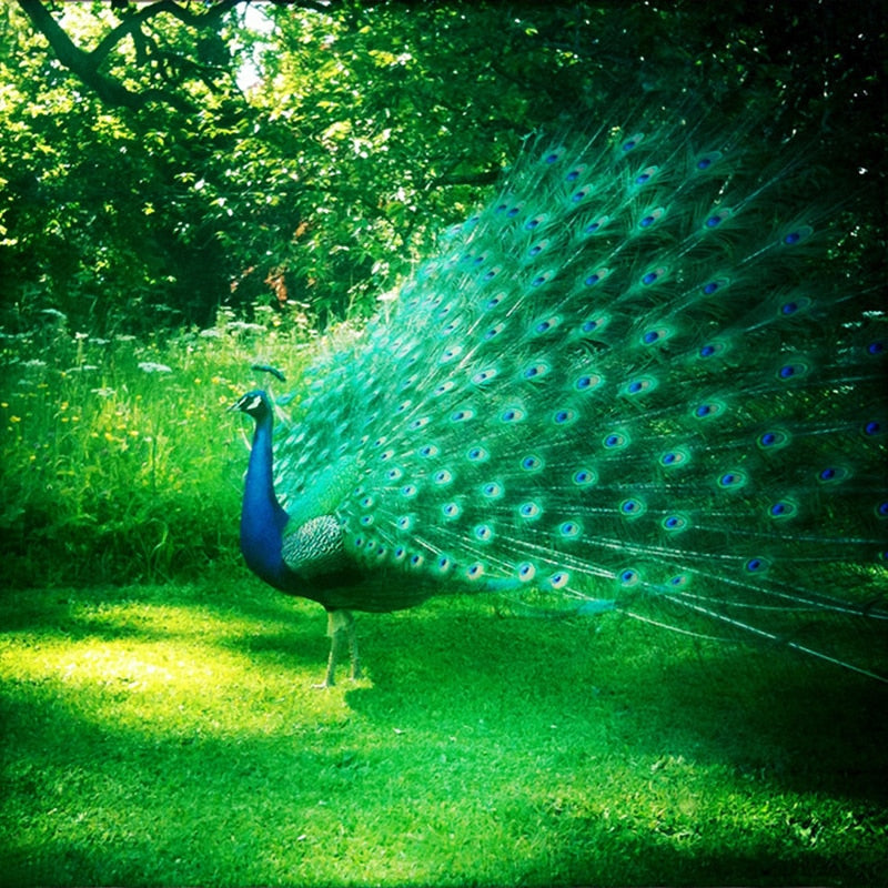 Backyard Peacock 5D Diamond Painting Kit