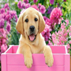 Puppy Surprise 5D Diamond Painting Kit