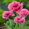 Pink Poppies 5D Diamond Painting Kit