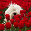 Tulip Field Dog 5D Diamond Painting Kit