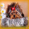 Cute Yorkie 5D Diamond Painting Kit