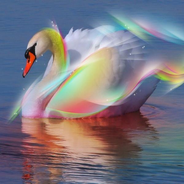 Rainbow Swan 5D Diamond Painting Kit