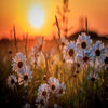 Sunset Daisies 5D Diamond Painting Kit