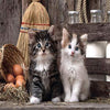 Farm Kittens 5D Diamond Painting Kit