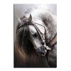 Andalusian Horse