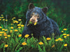 Dandelion Meadow Bear