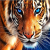 Wild Tiger 5D Diamond Painting Kit