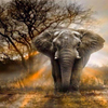 Savannah Elephant 5D Diamond Painting Kit