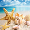 Tropical Sea Shells 5D Diamond Painting Kit