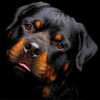 Dog Collection 5D Diamond Painting Kit