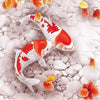 Kohaku Koi Carps 5D Diamond Painting Kit