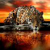 Thirsty Leopard 5D Diamond painting kit