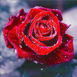 Morning Dew Rose