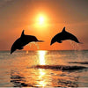 Sunset Dolphins 5D Diamond Painting Kit