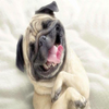 Laughing Pug 5D Diamond Painting Kit