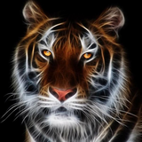 Tiger Of Light 5D Diamond Painting Kit