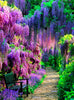 Wisteria Flower Garden