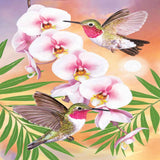 Orchid Hummingbirds 5D Diamond Painting Kit