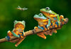 Frog Branch 5D Diamond Painting Kit