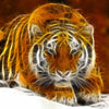 Tiger Of Light 5D Diamond Painting Kit