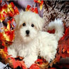 Playful Bichon Puppy 5D Diamond Painting Kit