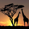 Giraffe Sunset 5D Diamond Painting Kit