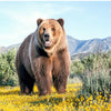 Mountain Field Bear 5D Diamond Painting Kit