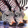 Zebra Couple 5D Diamond Painting Kit