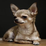 Cute Chihuahua 5D Diamond Painting Kit