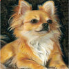 Fluffy Chihuahua 5D Diamond Painting Kit