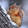 Snow Squirrel 5D Diamond Painting Kit