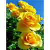 Sunshine Roses 5D Diamond Painting Kit