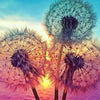 Dandelion Dawn 5D Diamond Painting Kit