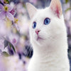 White Cat 5D Diamond Painting Kit