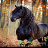 Gorgeous Friesian 5D Diamond Painting Kit