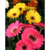 Delightful Flowers 5D Diamond Painting Kit